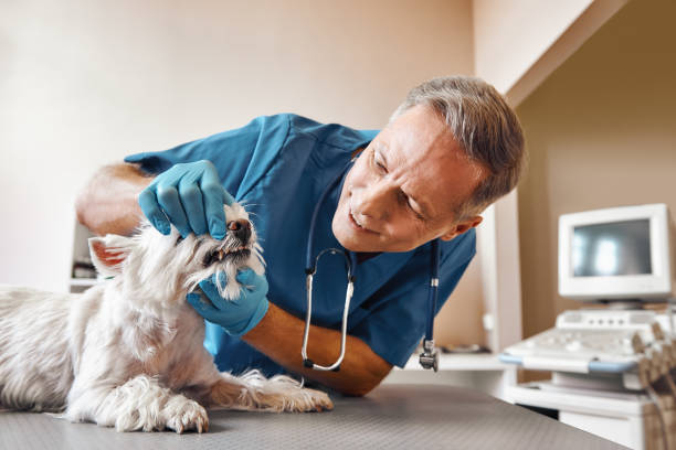 Best 24-Hour Emergency Dental Care in Holmes Beach, FL